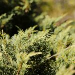 Cómo el contacto con la naturaleza puede reducir el estrés y mejorar el bienestar