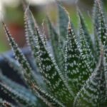 Cómo la dieta basada en plantas puede mejorar la salud digestiva