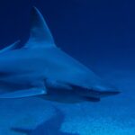 El impacto del ejercicio acuático en la salud mental