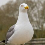 Cómo el contacto con los animales puede mejorar la salud cardiovascular